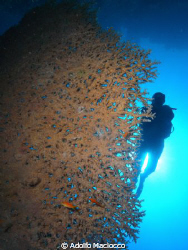 Acropora & Diver by Adolfo Maciocco 